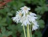 Soldanella alpina alba